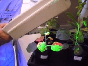 GFP遺伝子により光るウイルスに感染した植物の観察