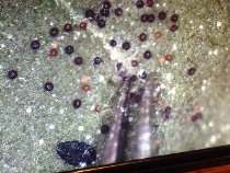 実体顕微鏡を見ながらエノキうどんこ病菌の子のう殻を採取