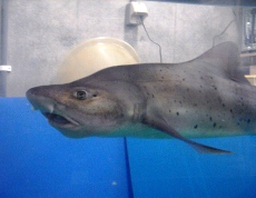 飼育実験水槽で飼育されているドチザメ