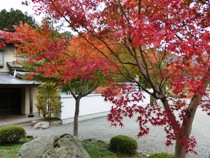 宝徳寺の紅葉と枯山水庭園