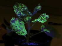 光るウイルスに感染した植物の観察