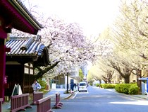EMP第17期の開講とともに赤門横の八重桜は満開になった