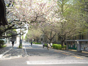 赤門から講義会場がある総合図書館へのアプローチ(2009年4月13日撮影)
