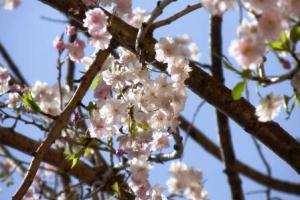 新しくできた伊藤国際学術研究センター前に植樹されたしだれ桜はちょうど開花し、7期生を迎え入れた