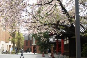 赤門前の八重桜