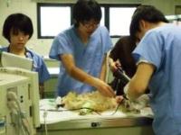 動物の診療をする若手獣医師たち