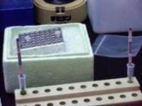 プラムポックスウイルス(ウメ輪紋ウイルス)の検査用イムノクロマト試験紙