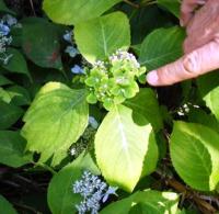 ファイトプラズマに感染して花が葉になったアジサイ