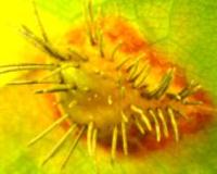 生物顕微鏡で見た「ナシ赤星病」