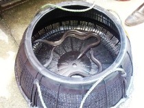 大学構内で飼われているウナギ