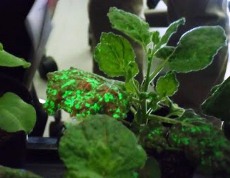 光るウイルスに感染した植物の観察