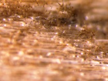 さび斑病分生子(実体顕微鏡写真)