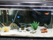 同じ水槽で泳ぐ淡水魚の金魚と海水魚の熱帯魚