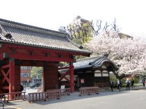 赤門横の八重桜