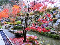 宝徳寺の紅葉と枯山水庭園