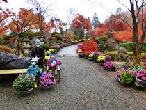 宝徳寺の紅葉と枯山水庭園