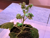 光るウイルスに感染した植物の観察