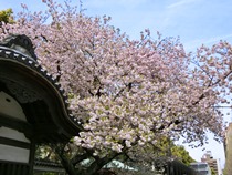 赤門横の八重桜