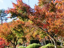 宝徳寺の紅葉と枯山水庭園