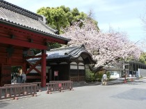 赤門横の八重桜