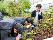 フィールドトライアルによる植物病調査