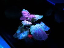 光るウイルスに感染した植物の観察