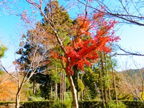 宝徳寺と枯山水庭園