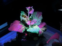 光るウイルスに感染した植物の観察