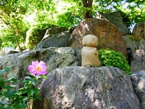 宝徳寺と枯山水庭園